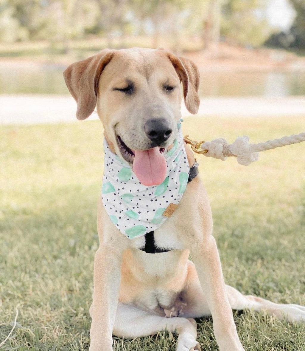 ROPE LEASH - NATURAL